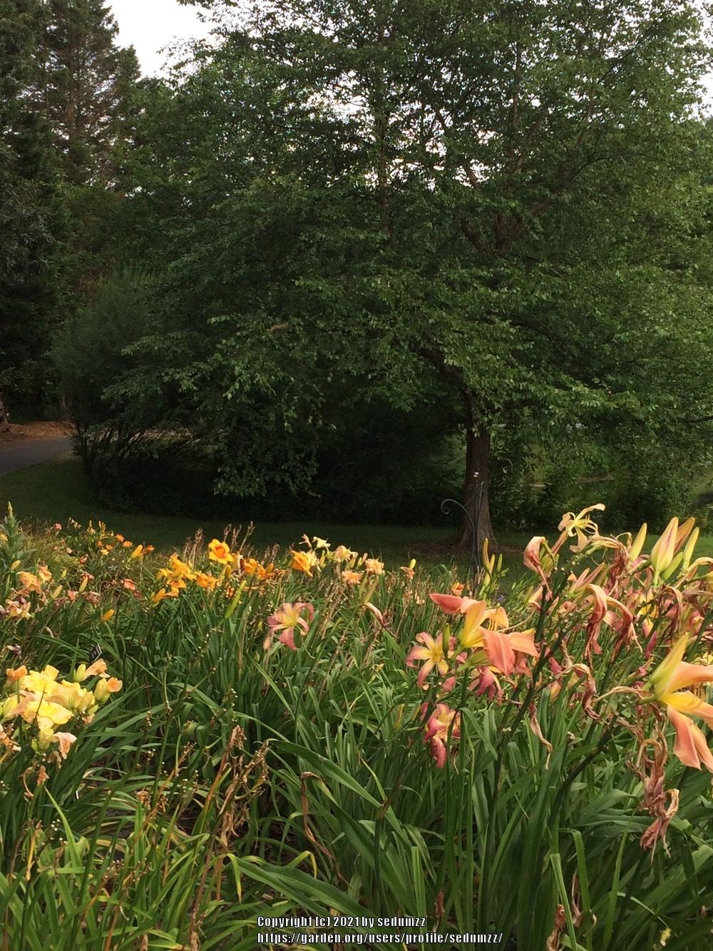 Photo of Daylilies (Hemerocallis) uploaded by sedumzz