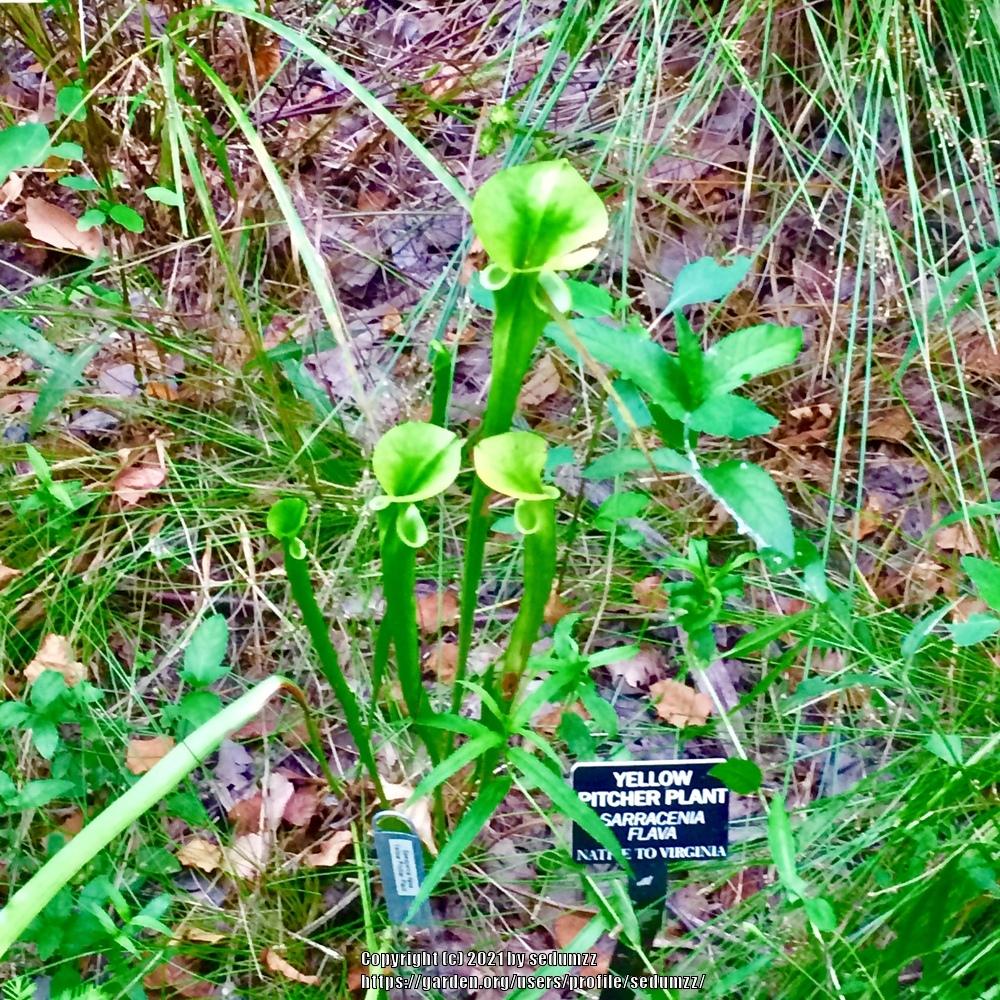 Photo of Pitcher Plant (Sarracenia flava) uploaded by sedumzz