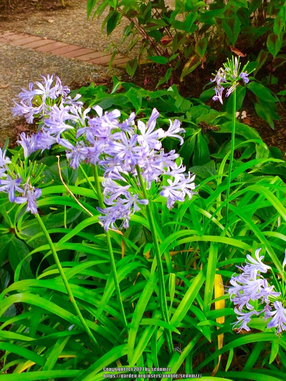 Photo of Lily of the Nile (Agapanthus) uploaded by sedumzz