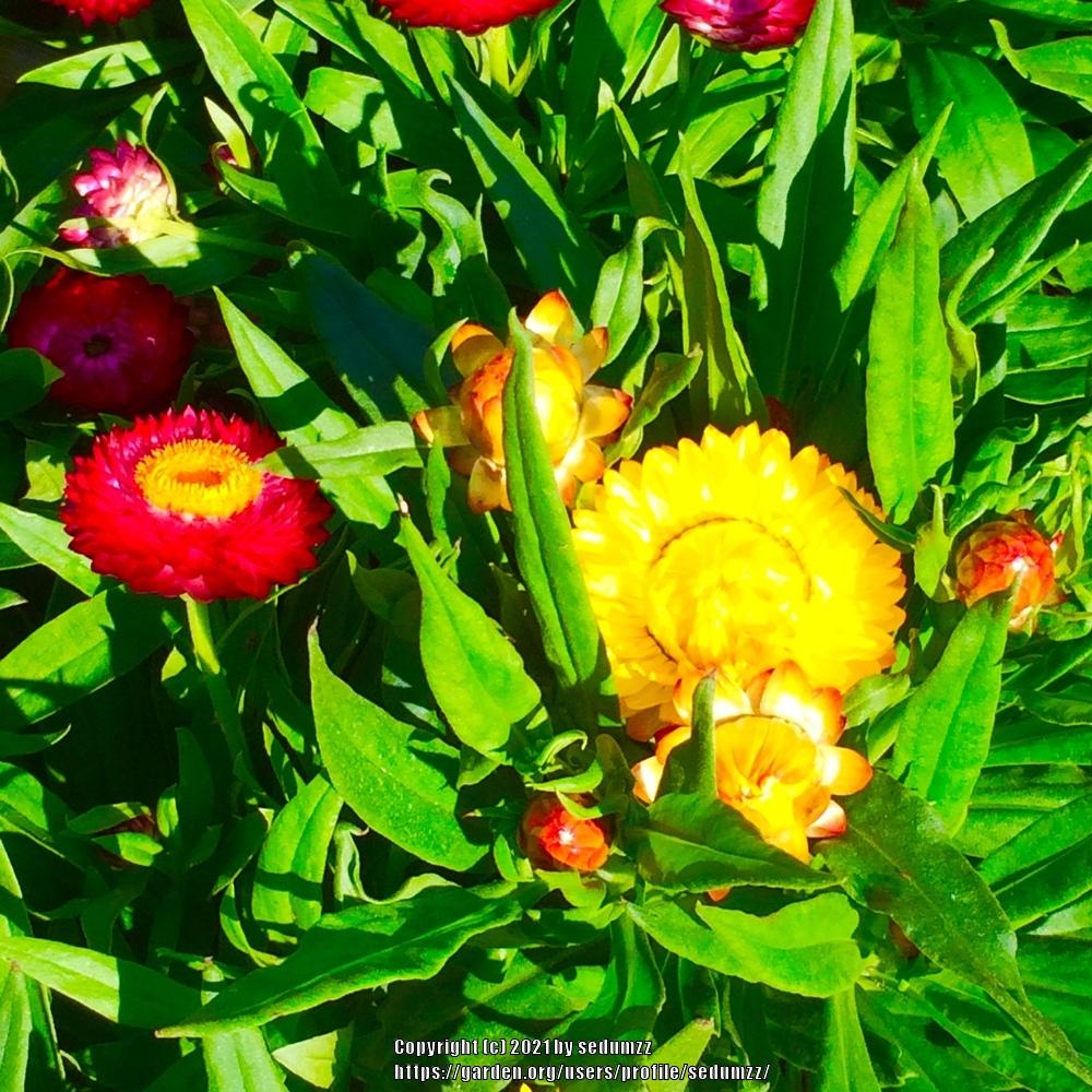 Photo of Strawflower (Xerochrysum bracteatum) uploaded by sedumzz