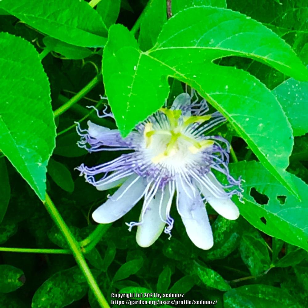 Photo of Maypop (Passiflora incarnata) uploaded by sedumzz