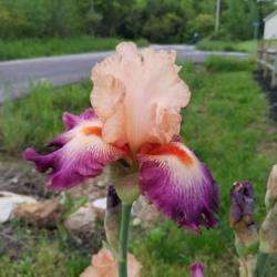 Location: Missouri zone 6a
Date: 5/20/2021
Come Away With Me Iris