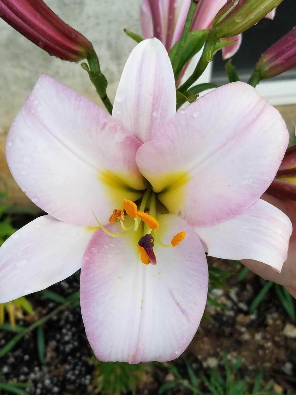 Photo of Lily (Lilium Pink Perfection) uploaded by DawnaE