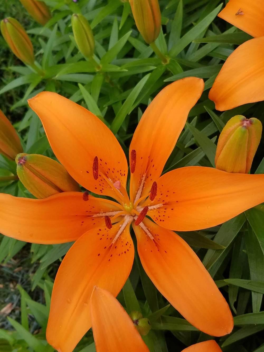 Photo of Lilies (Lilium) uploaded by DawnaE