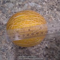 Location: raised bed
Date: 2021-08-01
This Tasty Bites melon measures 3 1/2 inches making a nice size f