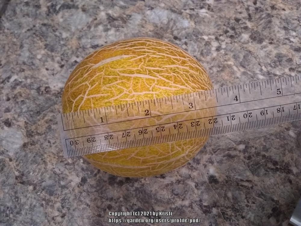 Photo of Cantaloupes (Cucumis melo) uploaded by pod