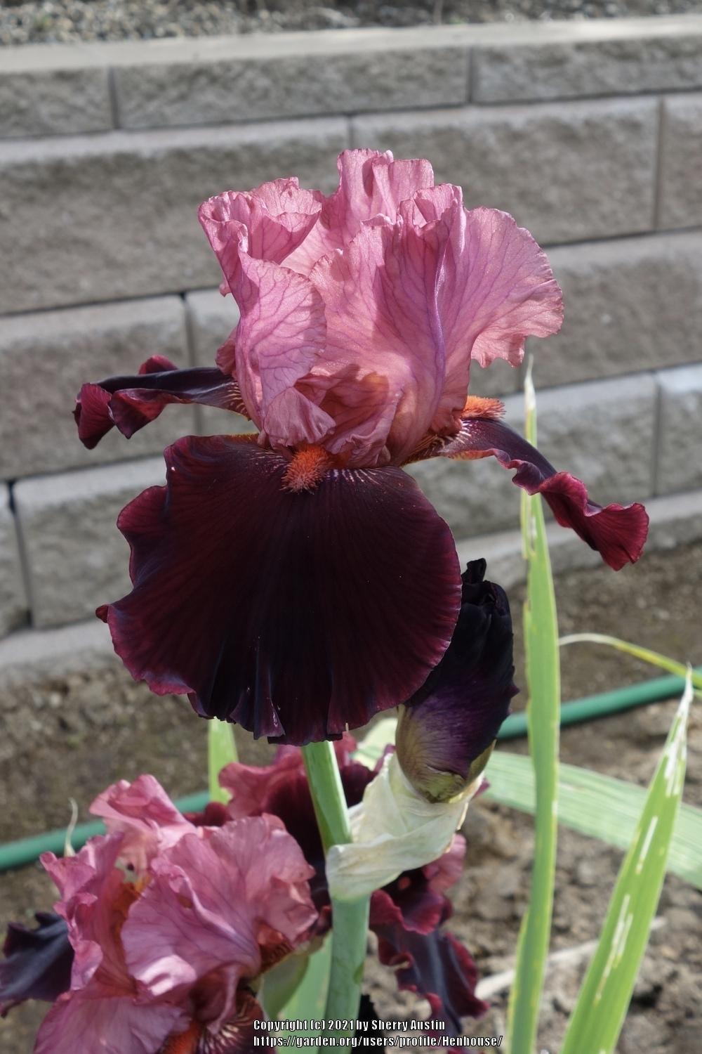 Photo of Tall Bearded Iris (Iris 'Wearing Rubies') uploaded by Henhouse