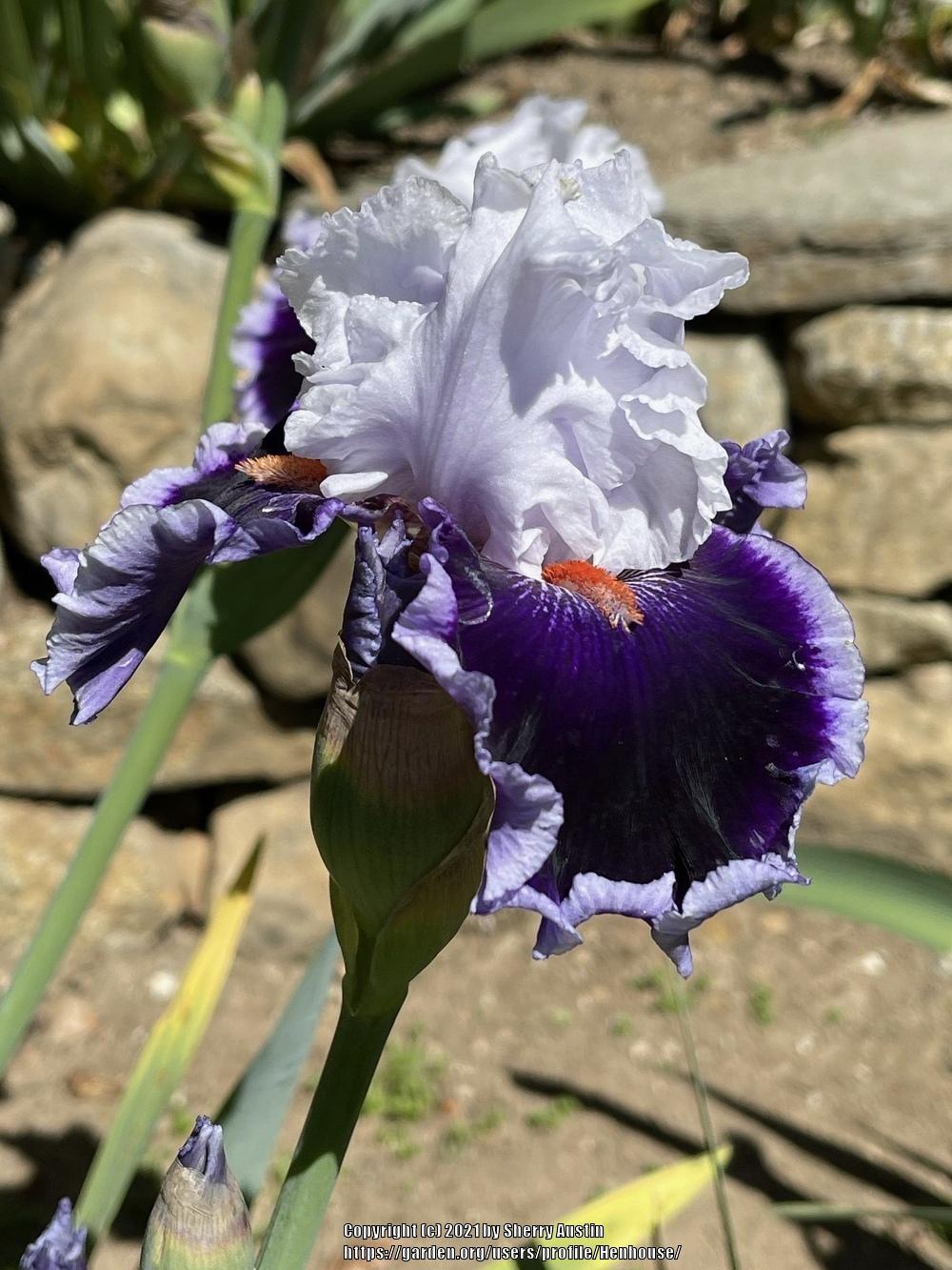 Photo of Tall Bearded Iris (Iris 'Bravery') uploaded by Henhouse