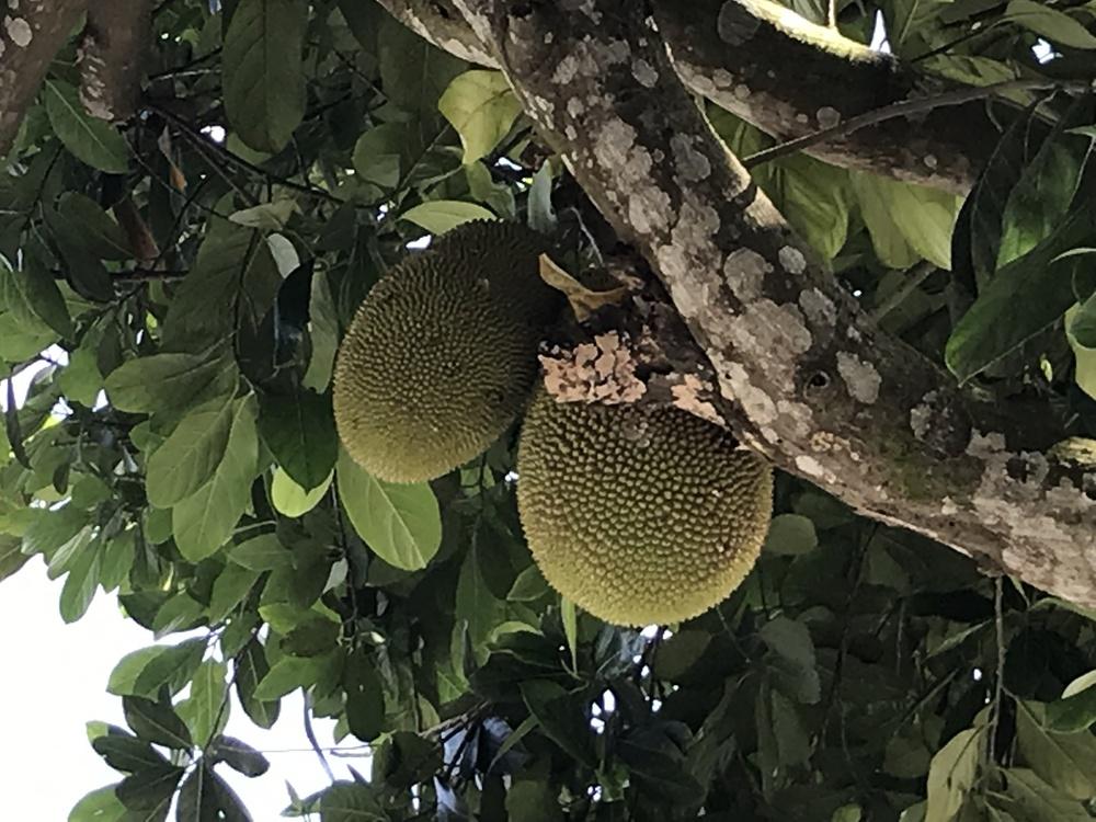 Photo of Jackfruit (Artocarpus heterophyllus) uploaded by nativeplantlover