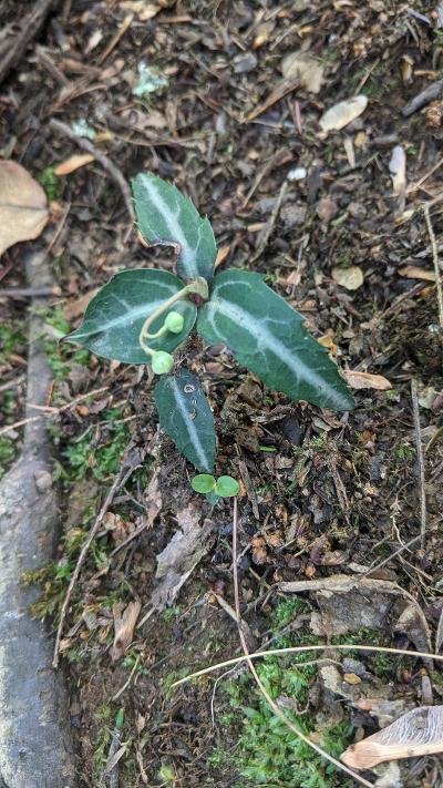 Photo of Spotted Wintergreen (Chimaphila maculata) uploaded by nativeplantlover