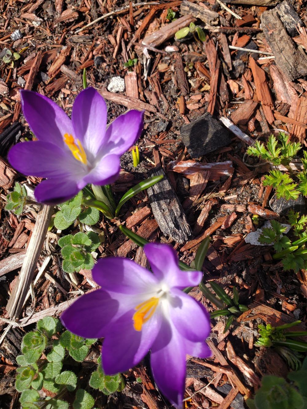 Photo of Crocus uploaded by AnthonyF