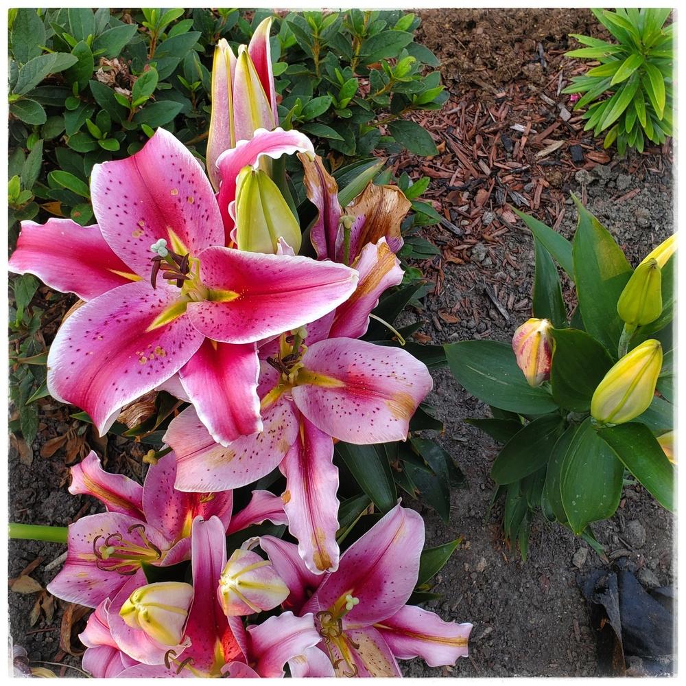 Photo of Oriental Lily (Lilium 'Star Gazer') uploaded by AnthonyF