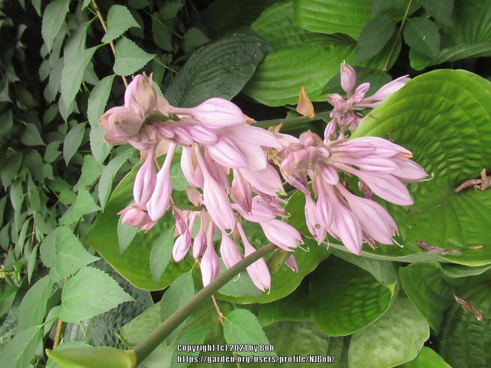 Photo of Hosta 'Sum and Substance' uploaded by NJBob