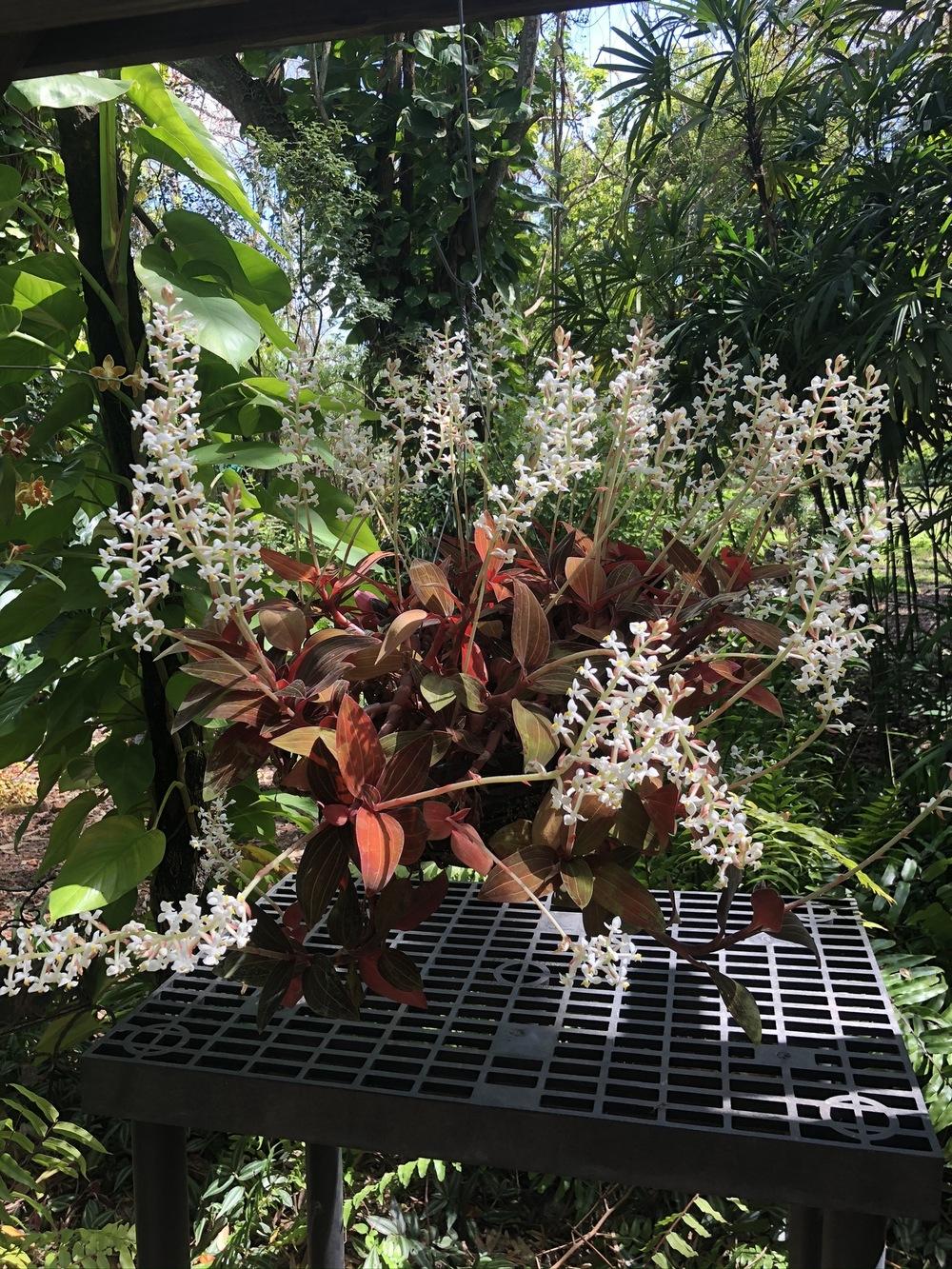 Photo of Jewel Orchid (Ludisia discolor) uploaded by Wildbloomers