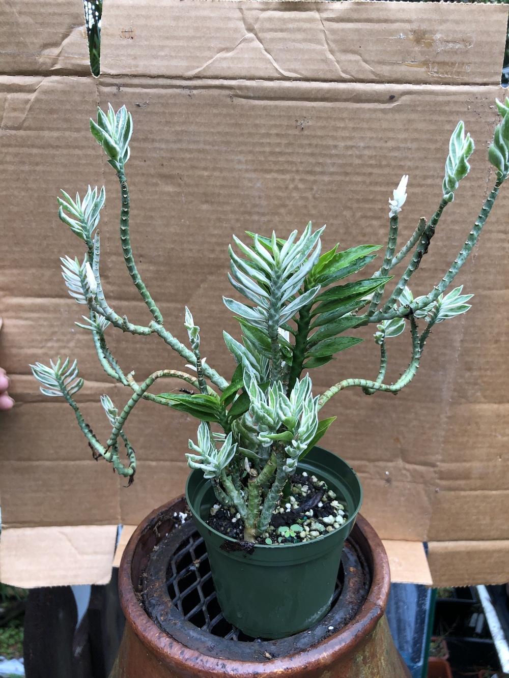Photo of Variegated Devil's Backbone (Euphorbia tithymaloides 'Variegata') uploaded by Wildbloomers