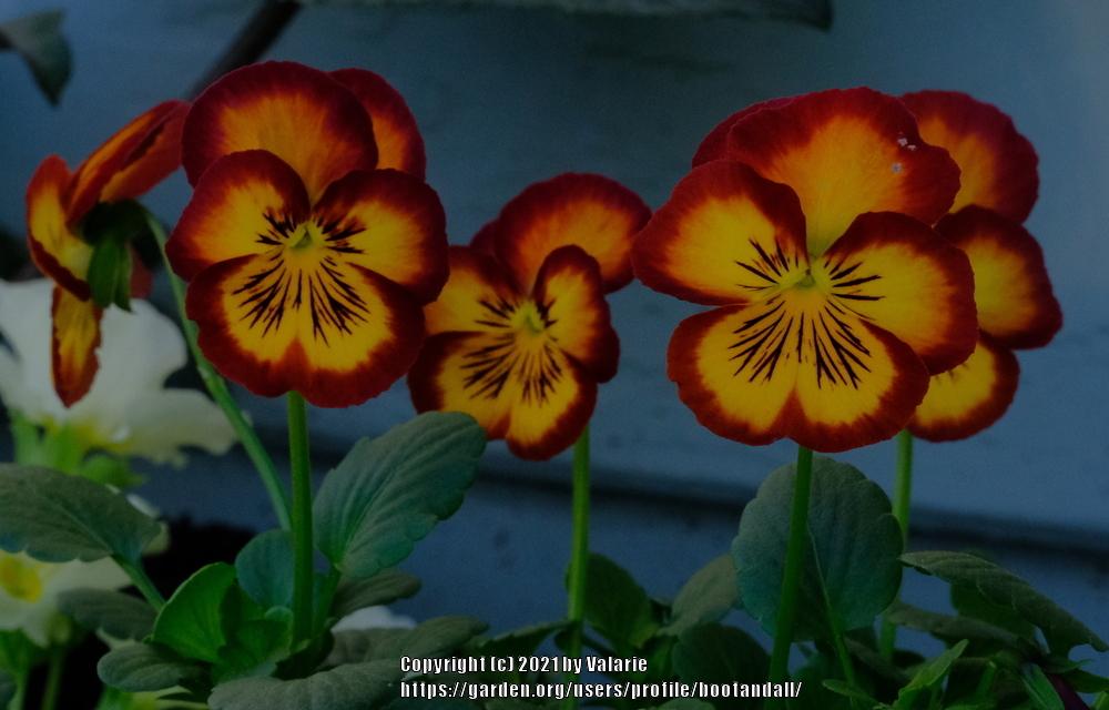 Photo of Pansy (Viola x wittrockiana) uploaded by bootandall