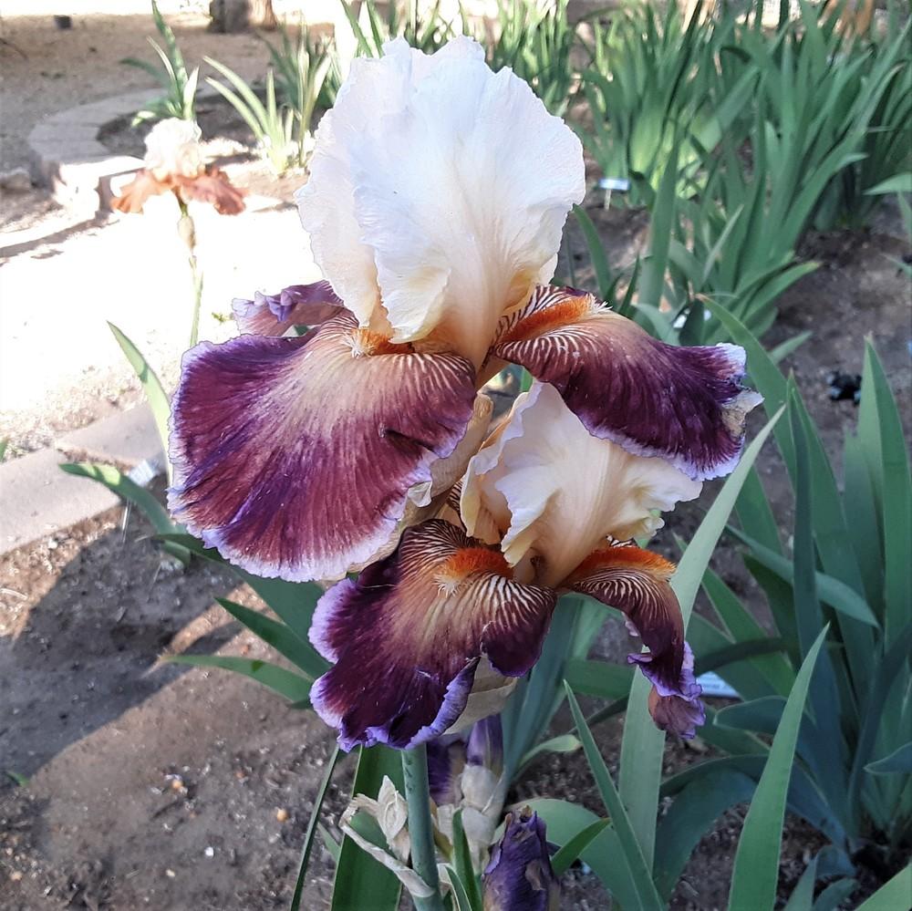 Photo of Tall Bearded Iris (Iris 'Care To Dance') uploaded by Bitoftrouble