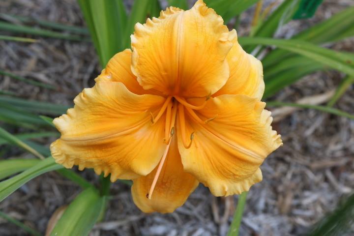 Photo of Daylily (Hemerocallis 'Golden Hibiscus') uploaded by Hembrain
