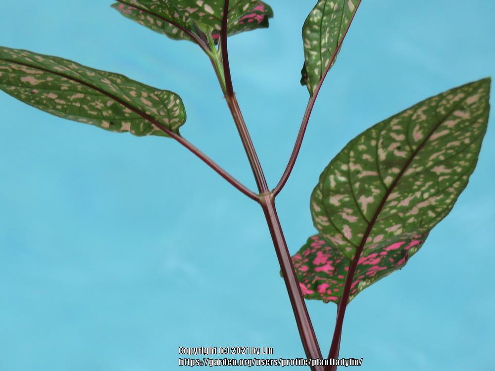 Photo of Polka Dot Plant (Hypoestes phyllostachya) uploaded by plantladylin