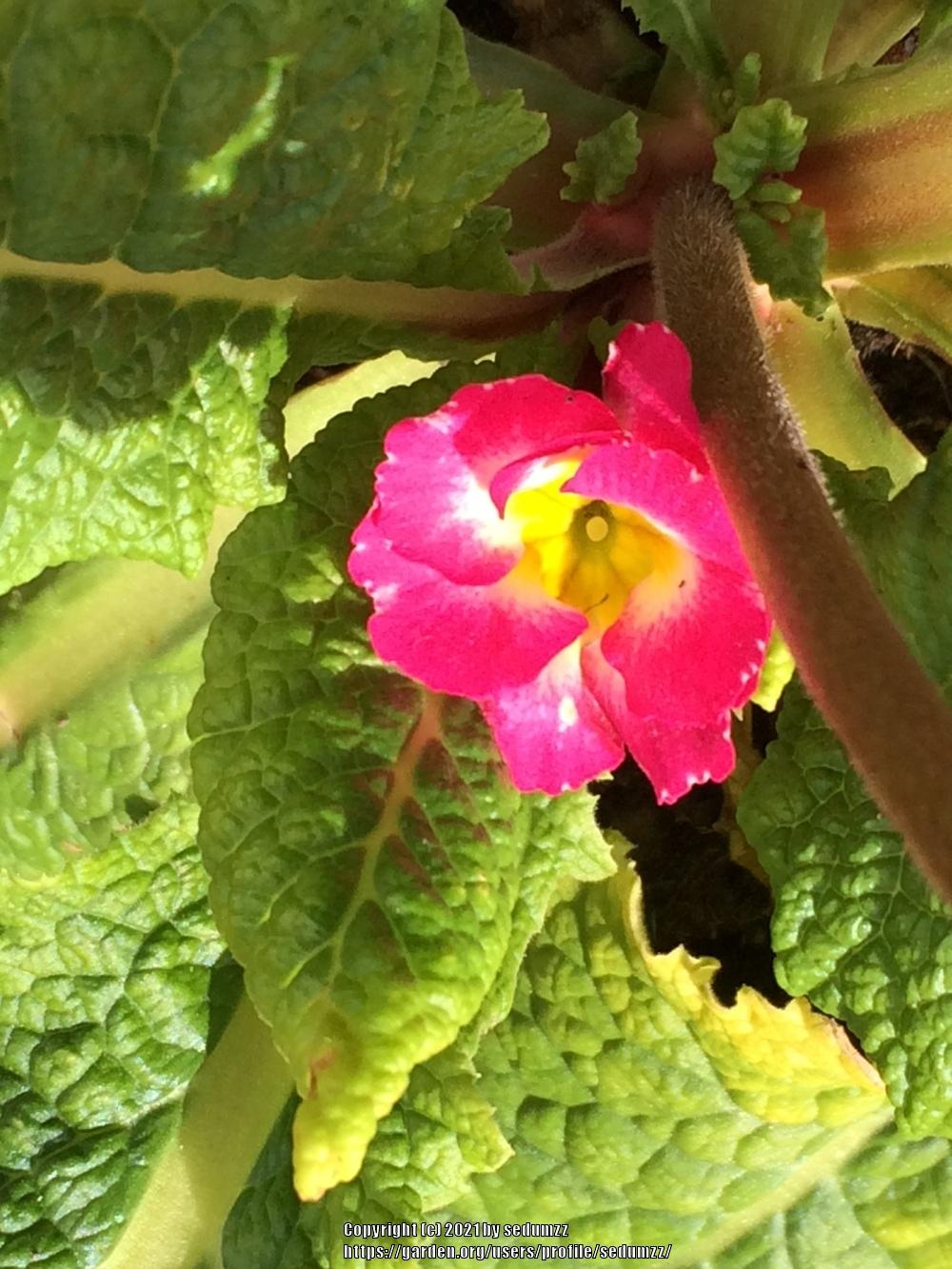 Photo of Primroses (Primula) uploaded by sedumzz
