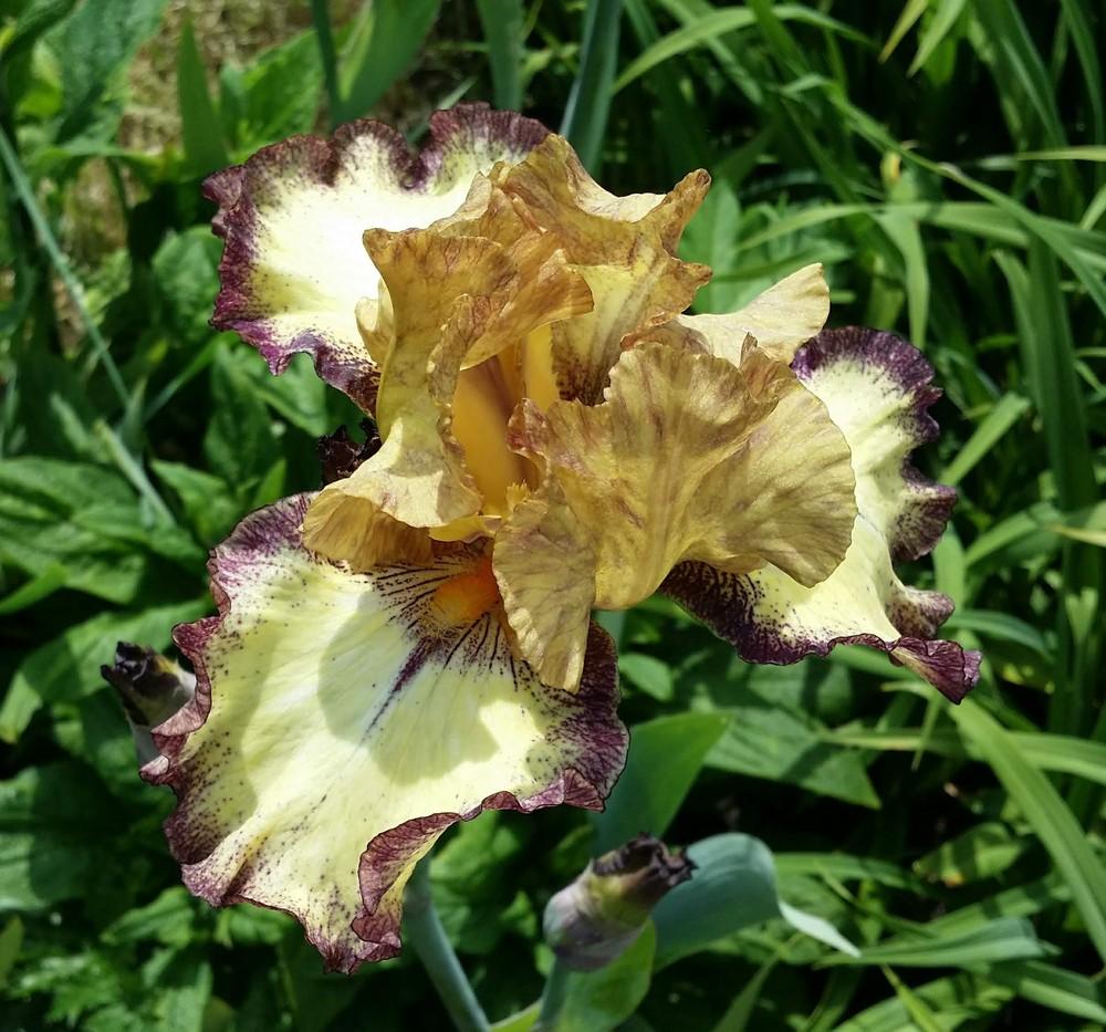 Photo of Tall Bearded Iris (Iris 'Tennessee Gentleman') uploaded by Kanna