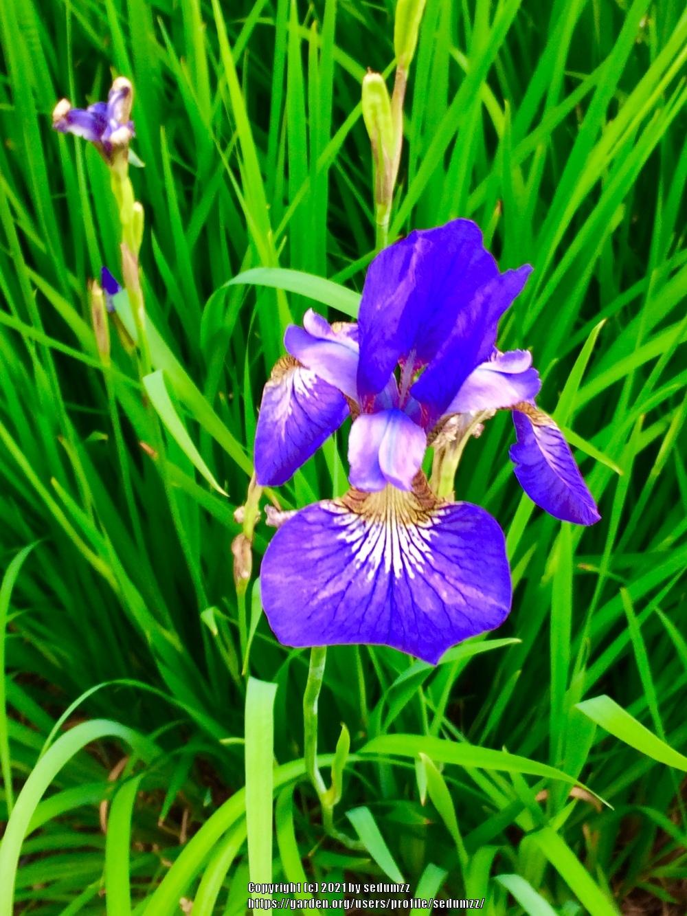 Photo of Irises (Iris) uploaded by sedumzz