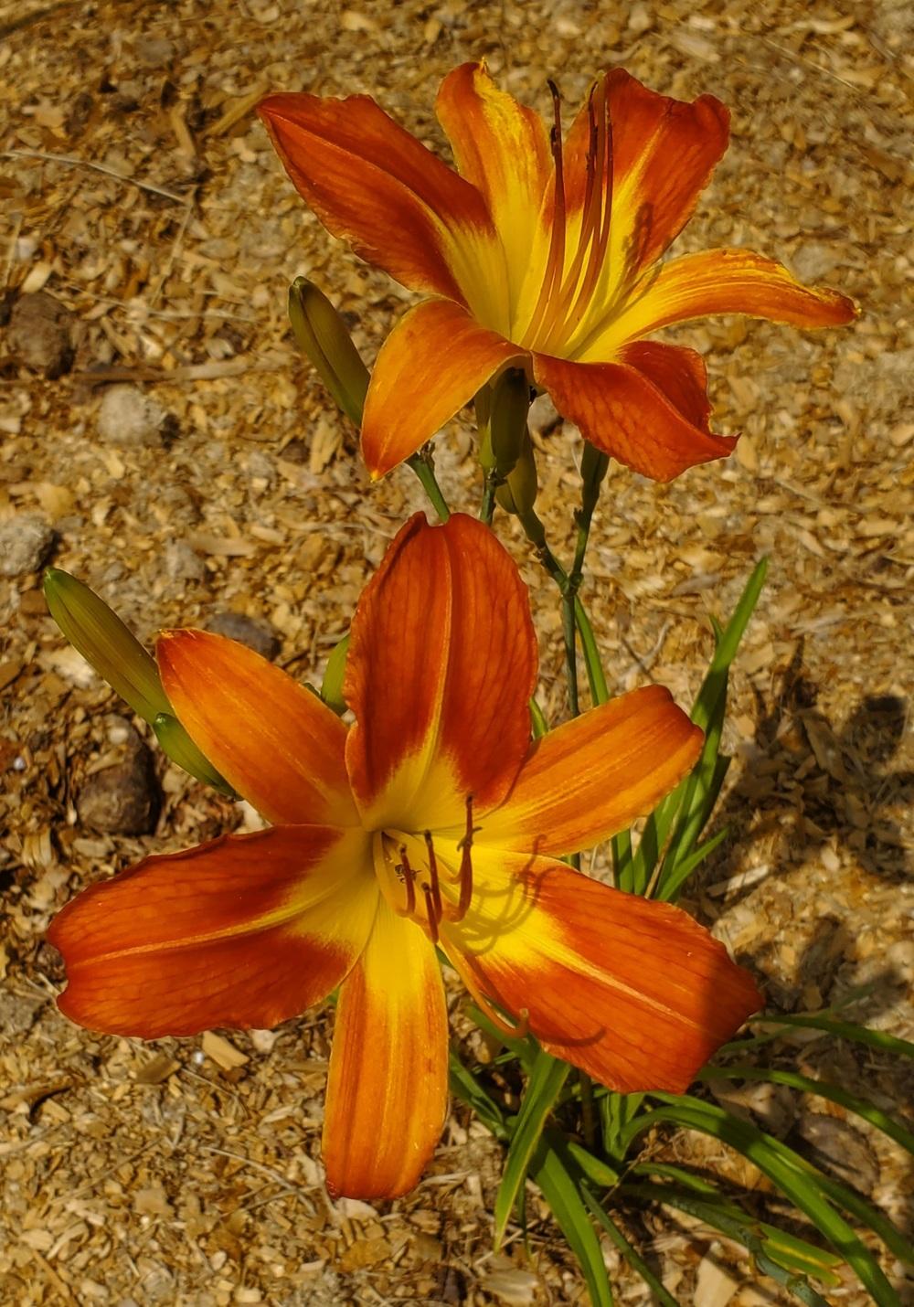 Photo of Daylily (Hemerocallis 'August Flame') uploaded by Clint59