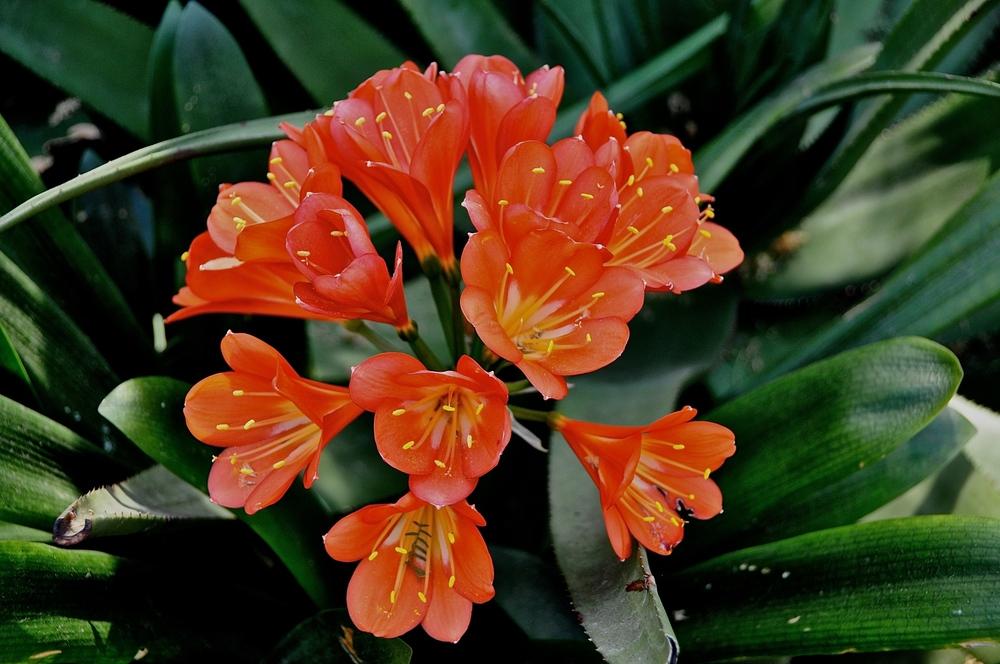 Photo of Clivias (Clivia) uploaded by Fleur569