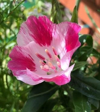 Photo of Godetia (Clarkia amoena) uploaded by pmpauley