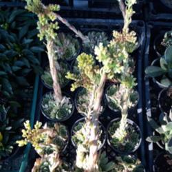 
Date: 2021-07-25
Tray of plants  for sale