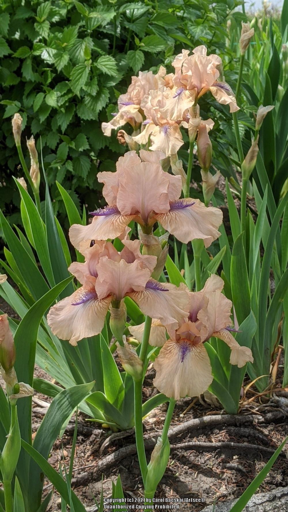 Photo of Intermediate Bearded Iris (Iris 'Concertina') uploaded by Artsee1