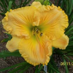 Location: My garden in northeast Texas
Date: 2021-06-11
Beautiful golden bloom
