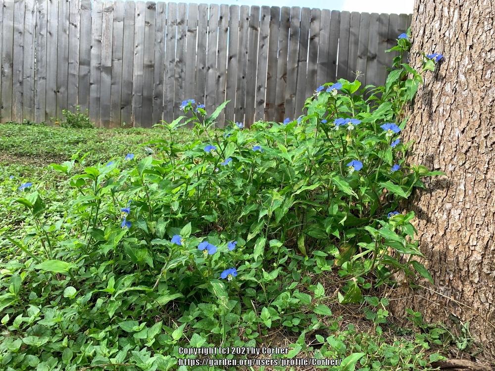 Photo of Asiatic Dayflower (Commelina communis) uploaded by Corber