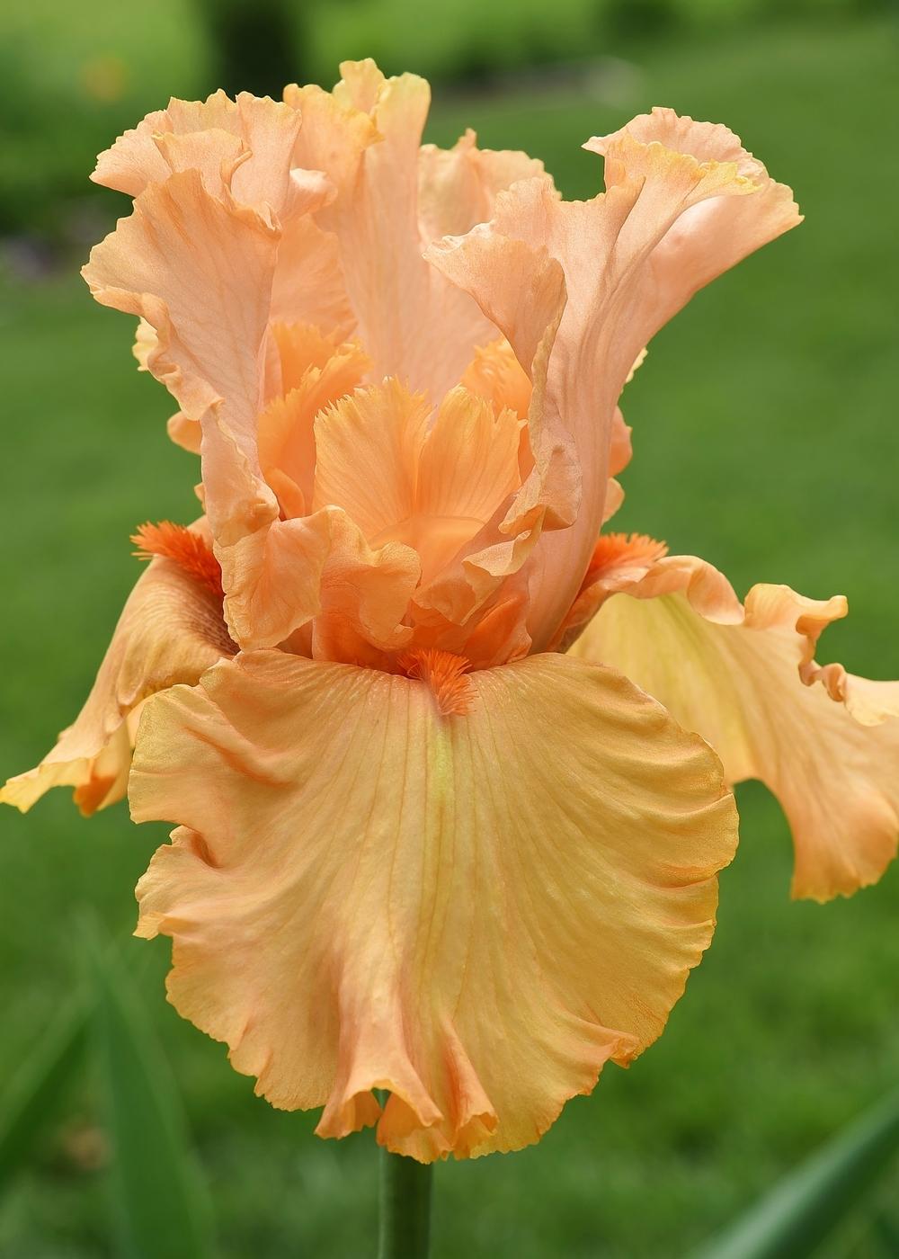 Photo of Tall Bearded Iris (Iris 'Autumn Riesling') uploaded by Polka45