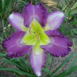 Location: My garden in northeast Texas
Date: 2021-07-04
Beautiful bitone