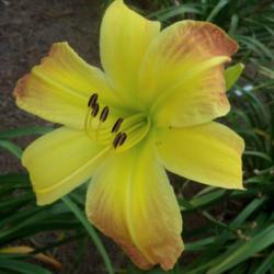 Location: My garden in northeast Texas
Date: 2021-07-16
Excellent grower, great color