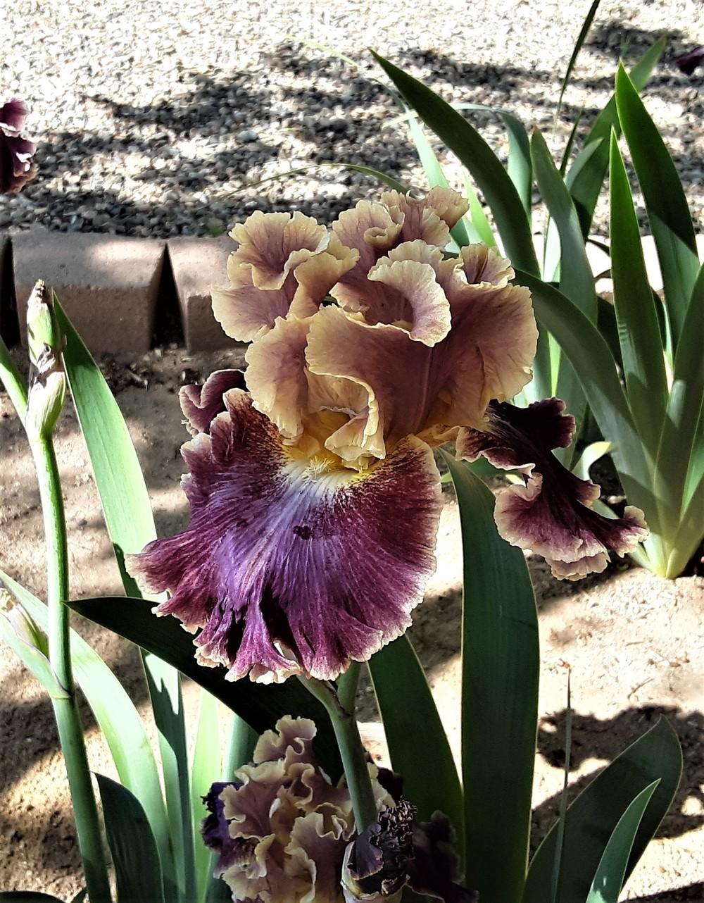 Photo of Tall Bearded Iris (Iris 'Montmartre') uploaded by Bitoftrouble