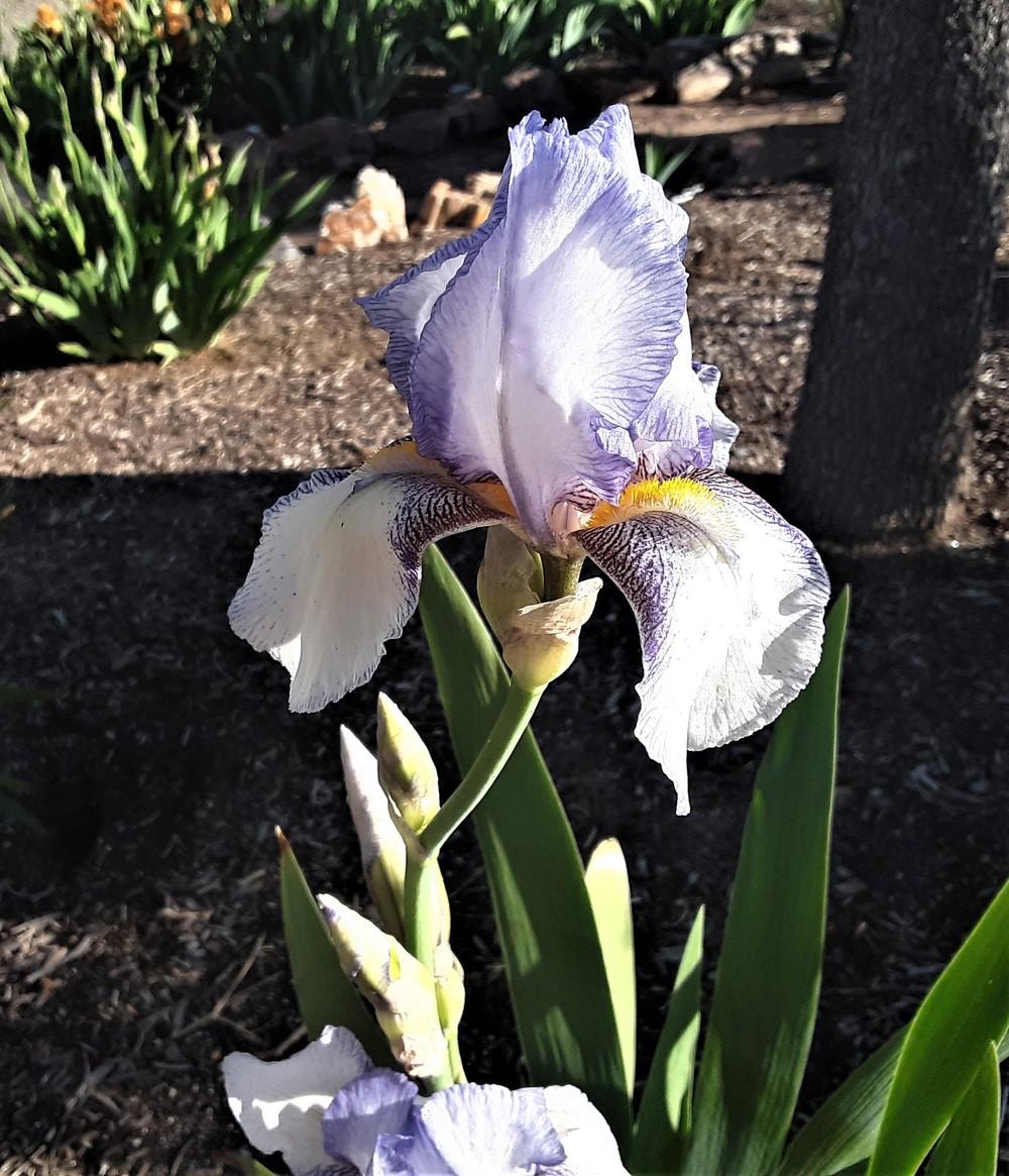 Photo of Tall Bearded Iris (Iris 'San Francisco') uploaded by Bitoftrouble