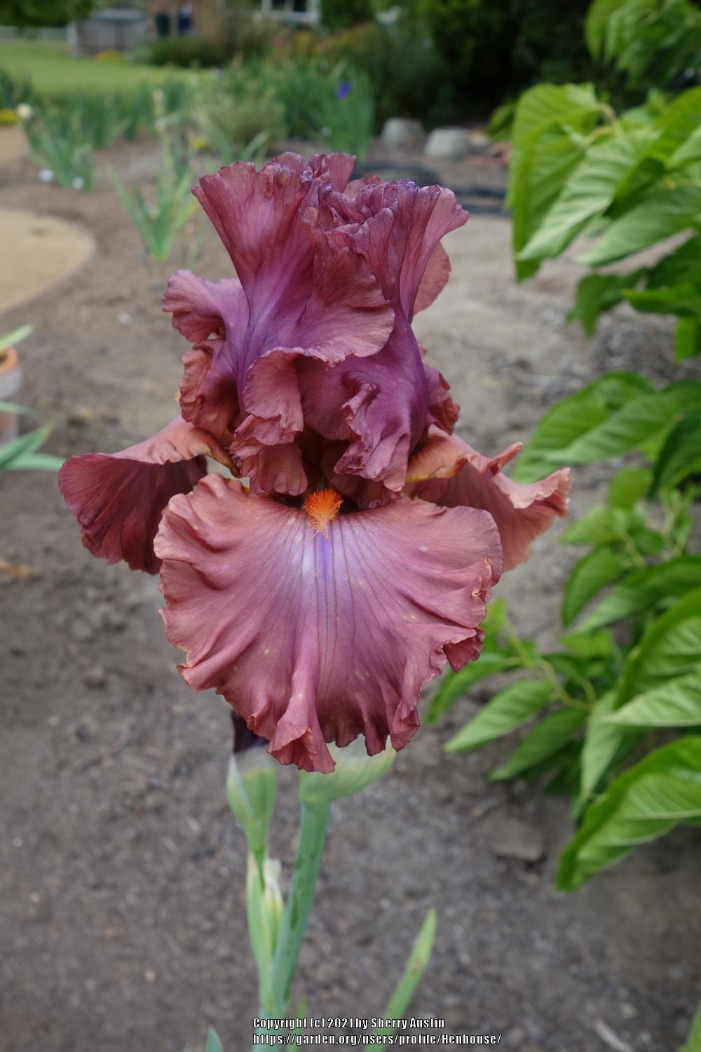 Photo of Tall Bearded Iris (Iris 'Terracotta Bay') uploaded by Henhouse