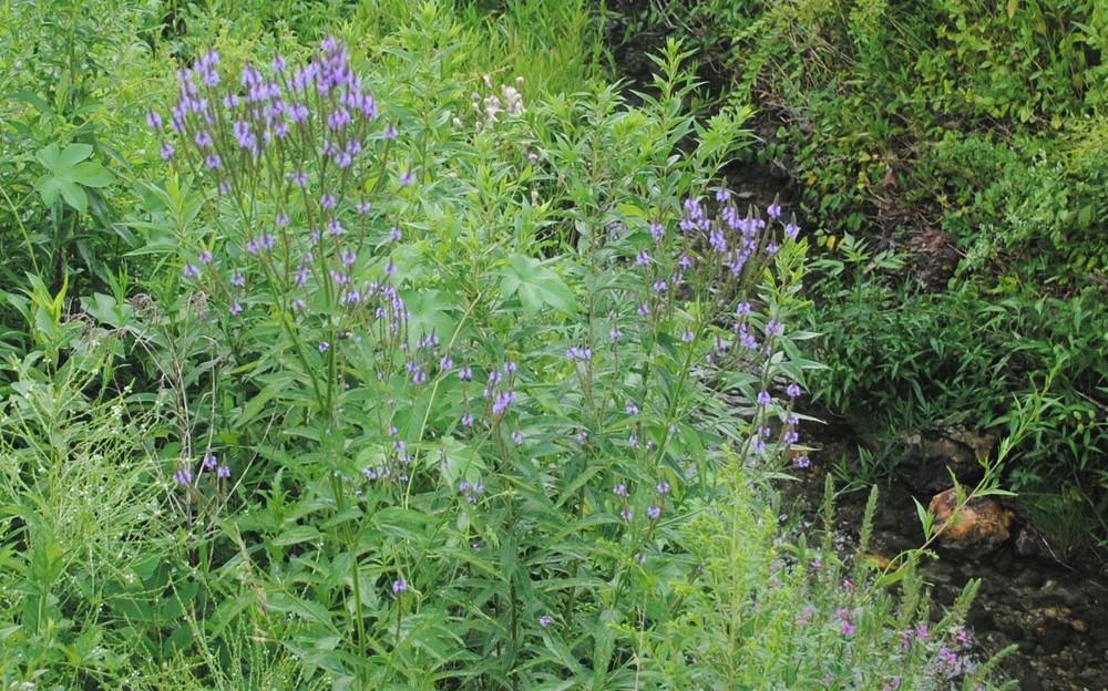 Photo of Blue Vervain (Verbena hastata) uploaded by ILPARW