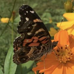 Location: Gardenfish garden 
Date: July 2021 
Butterflies love this Cosmos!