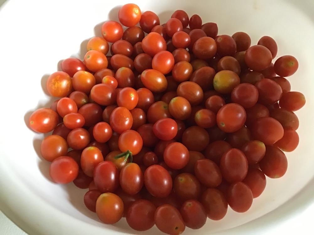 Photo of Tomatoes (Solanum lycopersicum) uploaded by gardenfish
