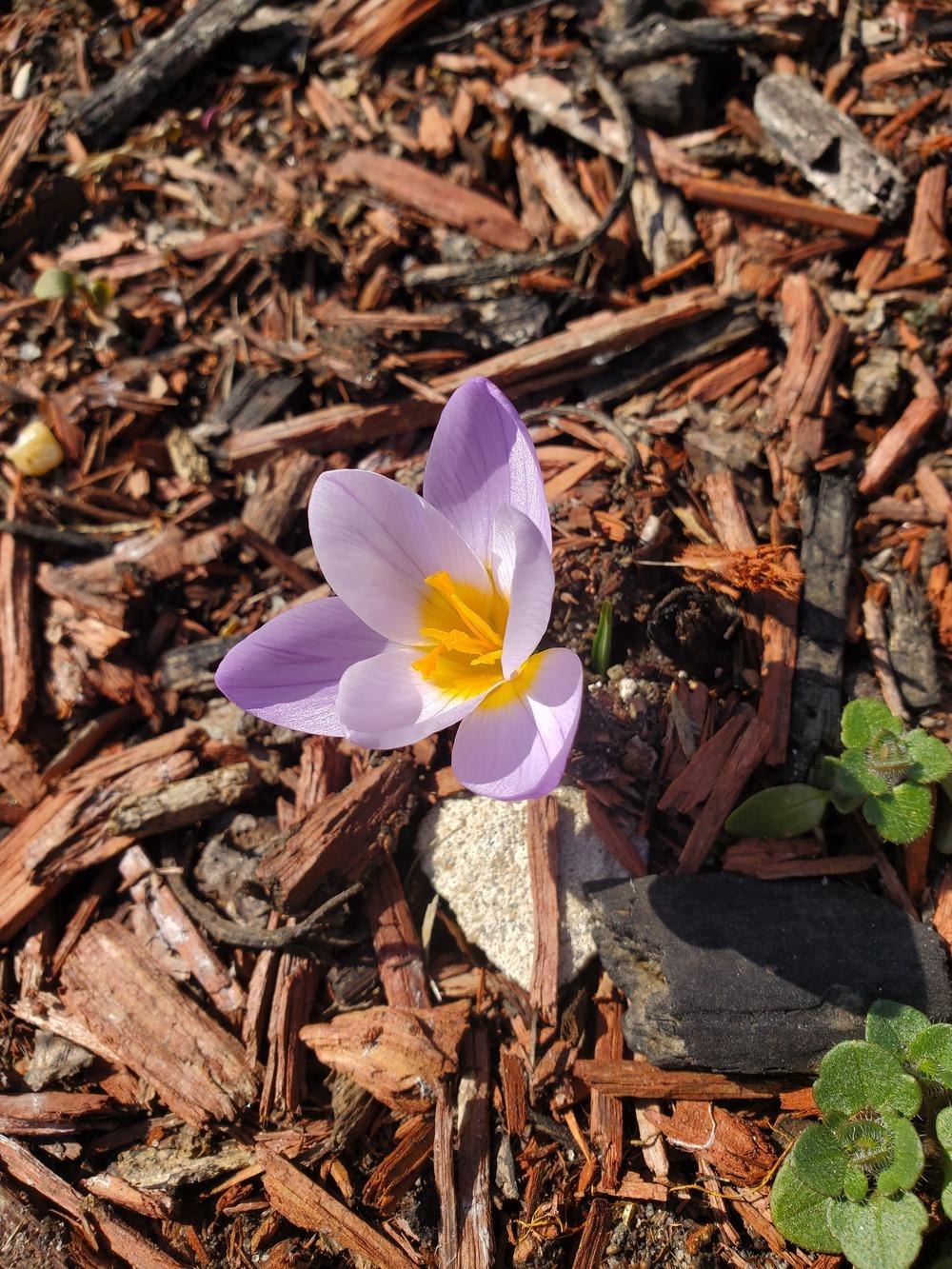 Photo of Crocus uploaded by AnthonyF