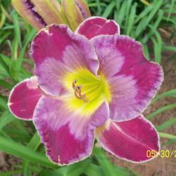 Location: My garden in northeast Texas
Date: 2021-05-30
A beautiful flower but a tendency to have blotches