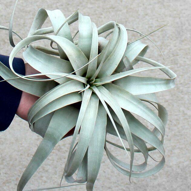 Photo of Air Plant (Tillandsia xerographica) uploaded by Joy