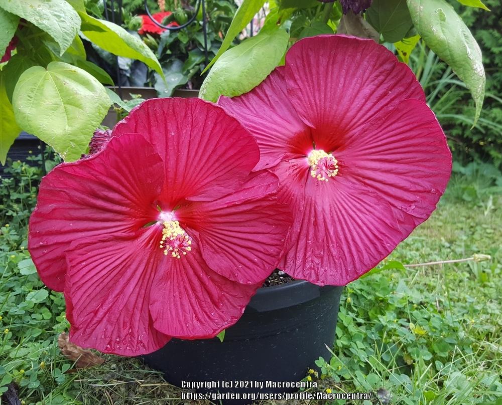Photo of Hybrid Hardy Hibiscus (Hibiscus Luna™ Red) uploaded by Macrocentra