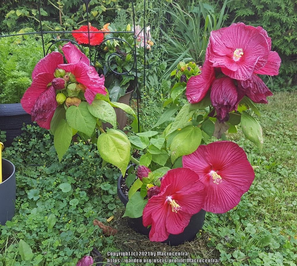 Photo of Hybrid Hardy Hibiscus (Hibiscus Luna™ Red) uploaded by Macrocentra