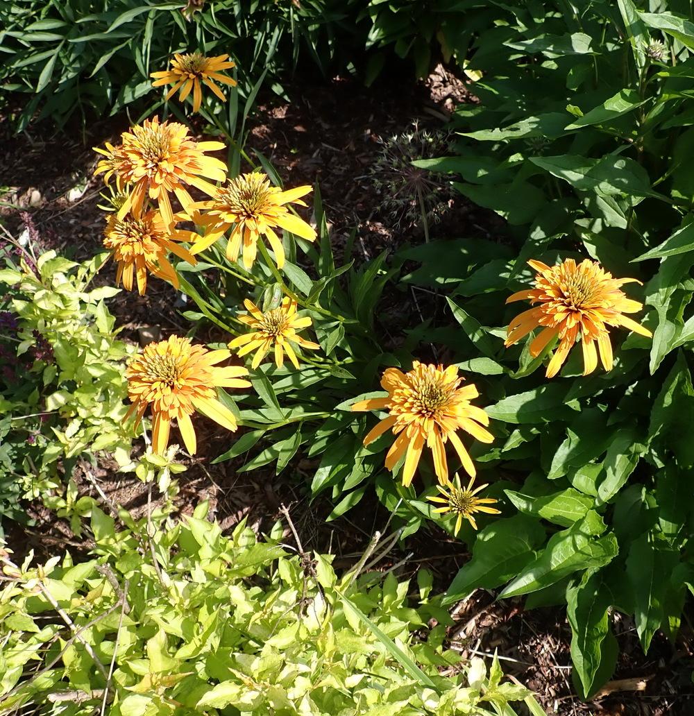 Photo of Coneflower (Echinacea 'Marmalade') uploaded by Vals_Garden