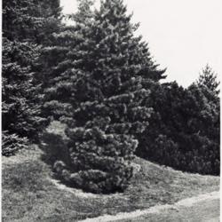 
Date: c. 1934
photo by A. D. Slavin from 'The National Horticultural Magazine',
