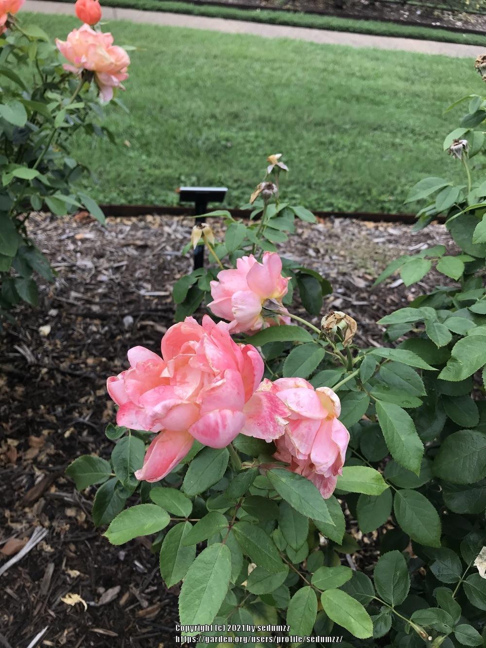 Photo of Rose (Rosa 'Sweet Fragrance') uploaded by sedumzz